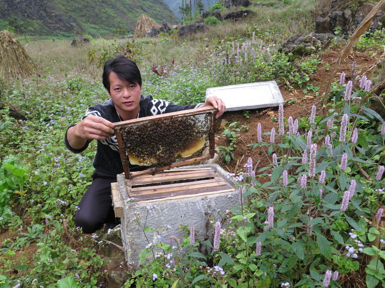 Anh Thào Mí Chá (22 tuổi, người dân tộc Mông) ở Mèo Vạc kiểm tra cầu ong giữa đồng hoa bạc hà - Ảnh: Q.T.