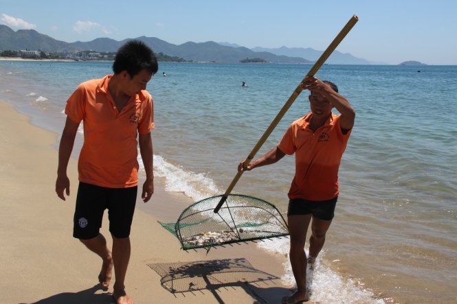 Nhân viên cứu hộ chỉ mất 2 phút để cào được hơn 3kg cầu gai cát ở bãi tắm Nha Trang - Ảnh: Văn Kỳ