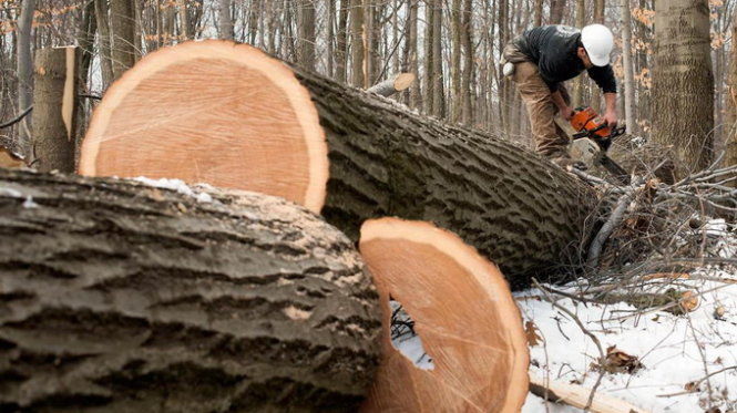 Nghề nguy hiểm nhất ở Mỹ là đốn cây - Ảnh: AFP