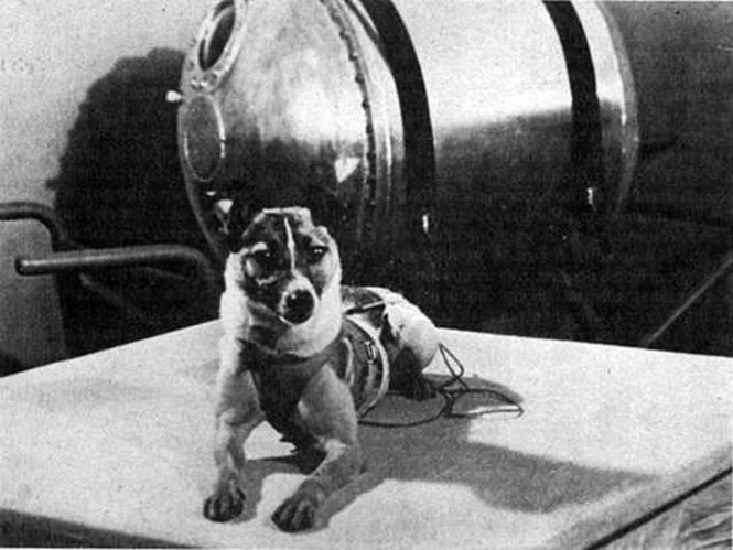 Laika, chú chó bay vào vũ trụ - Ảnh: fromquarktoquasars.com