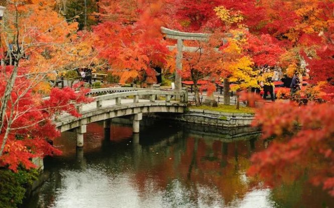 Giữa tháng 9 đến cuối tháng 11 hằng năm, sắc thu phủ khắp đoạn đường từ miền nam Hokkaido đến tận miền Nam Nhật Bản. Tokyo, Kyoto là hai điểm du lịch nổi tiếng hớp hồn du khách trong “mùa lá rụng” - Ảnh: Telegraph