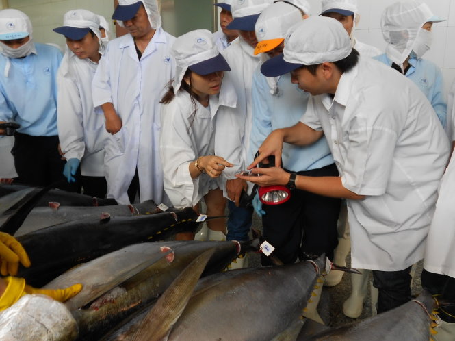 Các chuyên gia thủy sản Nhật Bản kiểm tra chất lượng cá ngừ đại dương Bình Định trước khi đóng gói xuất sang Nhật - Ảnh: Trần Hoa Khá