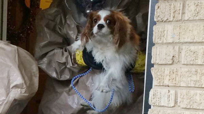 Các nhân viên y tế đưa chú chó Bentley của Nina Phạm đi cách ly và theo dõi - Ảnh: Reuters