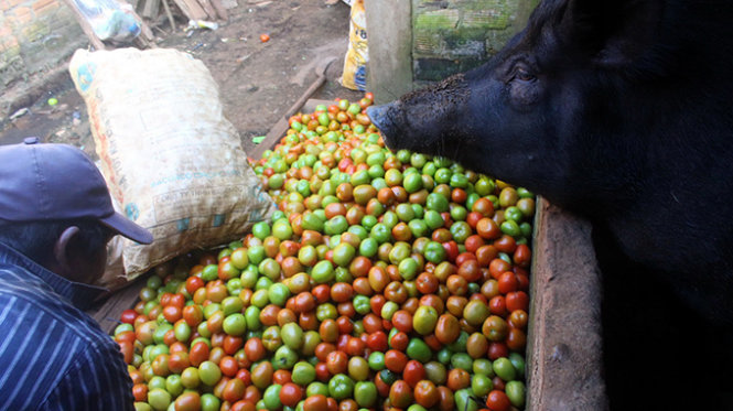 Đàn heo 4 con nhà ông K’ Hem mỗi ngày ăn hết 100kg cà chua. Hơn hai tuần nay, ông đều đi lượm cà chua chín người dân đổ bỏ từ vườn tới ngoài đường về cho gia súc ăn - Ảnh: C.Thành