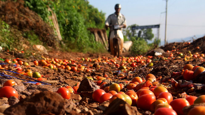 Tại các con đường vào xã Đạ Ròn, huyện Đơn Dương một số nơi người dân đổ bỏ cà chua ra giữa đường để mặc xe cộ qua lại cán cà chua nát bét- Ảnh: C.Thành