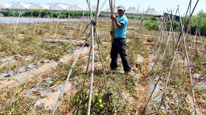 Những vườn cà chín rộ thương lái không mua hoặc chỉ mua với giá 500 đồng/kg. Nhiều chủ vườn đành phá bỏ vườn cà chua để trồng vụ cà khác với hi vọng mùa sau giá sẽ tăng trở lại - Ảnh: C.Thành