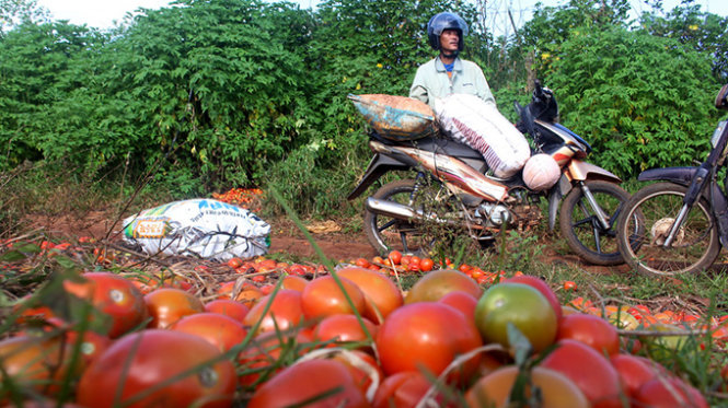 Người dân dùng xe máy đi gom cà chua các chủ vườn đổ bỏ la liệt ngoài đường - Ảnh: C.Thành