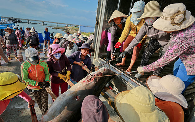 Phụ nữ ở Thủy Đầm cùng hợp sức khiêng cá mập lên xe đông lạnh tại cảng cá Ninh Hải - Ảnh: Tiến Thành