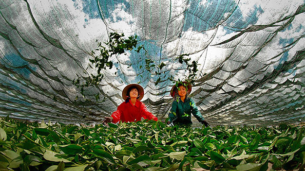 Các thiếu nữ hong nắng đọt chè xanh để chuẩn bị cho khâu chế biến trà Bảo Lộc - đặc sản của Lâm Đồng (ảnh tham dự cuộc thi Sống xanh 2014) - Ảnh: buivyVan