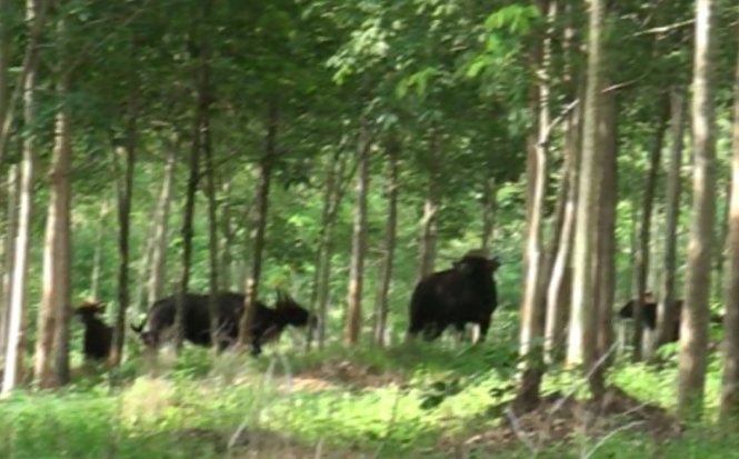 Bầy bò tót 11 con tại tiểu khu 377 rừng Đồng Phú (Bình Phước) vụt chạy vào rừng khi phát hiện bóng người - Ảnh: Viễn Sự