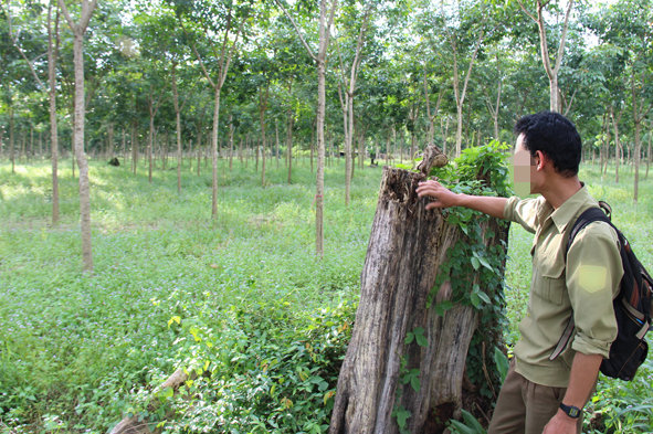 Một vạt rừng phòng hộ Tà Thiết, huyện Lộc Ninh khi xưa nay là đồn điền cao su, thể hiện qua dấu tích của những cây cổ thụ bị đốn bỏ còn trơ gốc. Và những văn bản của lãnh đạo tỉnh Bình Phước 