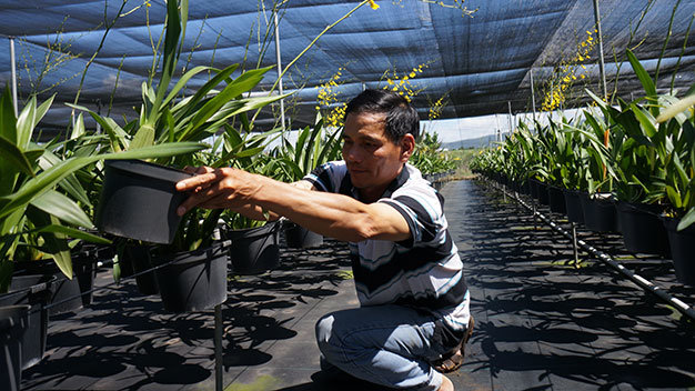 Ông Lục Huy Hùng (huyện Đức Trọng, tỉnh Lâm Đồng) với vườn lan được chăm sóc theo quy trình công nghệ tưới nước và bơm thuốc hoàn toàn tự động - Ảnh: Mai Vinh