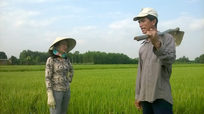 Hằng ngày, “nữ thạc sĩ lúa sạch” ra đồng theo dõi bệnh dịch tác hại cánh đồng lúa - Ảnh: Thanh Huy