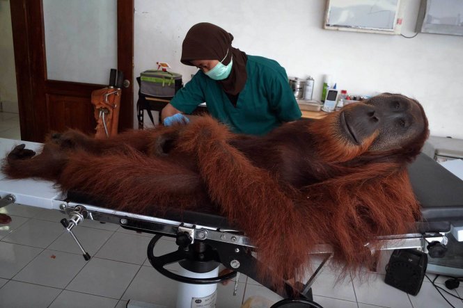 Bác sĩ thú y tại Trung tâm thực hiện chương trình bảo tồn đười ươi đảo Sumatra, Indonesia phẫu thuật lấy đạn ra khỏi người chú đười ươi khổng lồ khi chú bị kẻ săn trộm bắn trúng tại huyện Sibolangit, bắc Sumatra hôm 16-4-2014 - Ảnh: SUTANTA ADITYA-AFP/GETTY IMAGES