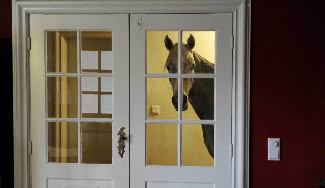 Một chú ngựa Ả Rập có tên Nasar đứng nhìn bên trong cửa phòng khách hôm 10-2-2014. Chủ nhà - bà Stephanie Arndt thường xuyên chăm sóc nó bên trong nhà kể từ sau khi cơn bão càn quét qua làng Holt, miền bắc nước Đức hồi tháng 12-2013. Chú ngựa thân thiện, thích soi gương và chơi cả đàn piano - Ảnh: CARSTEN REHDER-ZUMAPRESS.COM