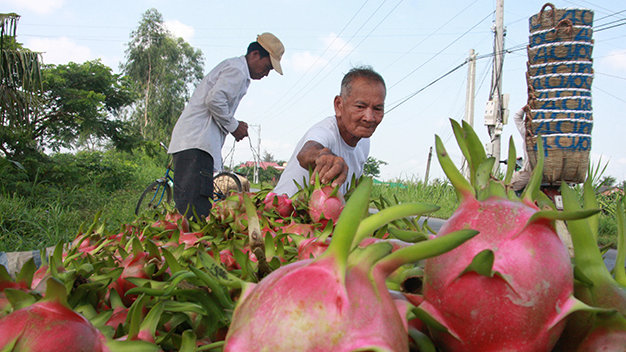 Thanh long là một trong những loại trái cây được người Nhật ưa thích - Ảnh: V.Tr.