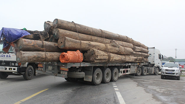 Lực lượng chức năng xử lý đoàn xe 19 chiếc chở gỗ quá tải bị bắt ở đường tránh TP Vinh (Nghệ An) - Ảnh: Doãn Hoà