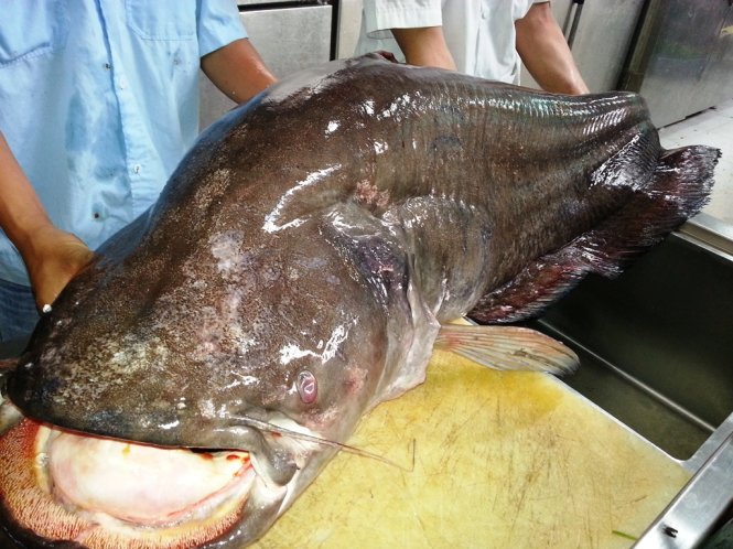 Cá leo nặng 65kg là điều rất hiếm gặp tại Việt Nam - Ảnh : Đại Việt