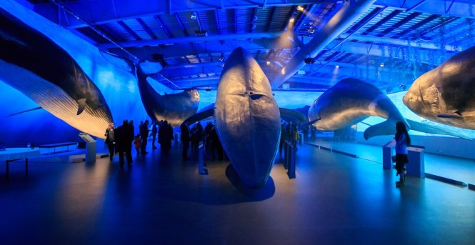 Bảo tàng trưng bày mô hình 23 loài cá voi - Ảnh: Roman Gerasymenko