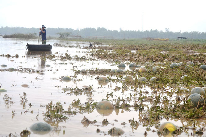 Nhiều ruộng dưa hấu ở xã Đại Nghĩa, huyện Đại Lộc chìm trong nước lũ - Ảnh: Lê Trung