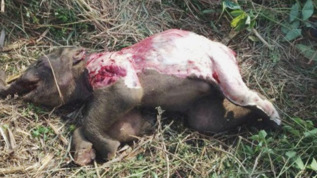 Hiện trường voi rừng con bị chết, lột da, cắt chân - Ảnh: Yến Thanh