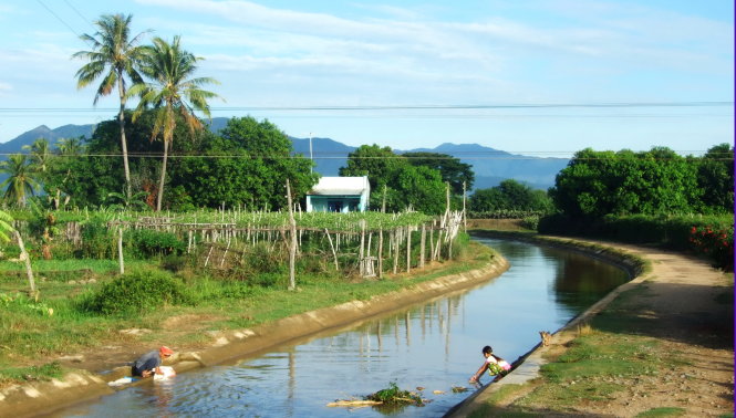 Chòm rẫy xanh mướt ở làng Bàu Trúc, bên dòng mương Nhật dẫn nước từ đập Nha Trinh chảy về - Ảnh: Viễn Sự