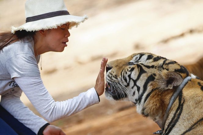 Ngày 24-4, một cán bộ lâm nghiệp đặt bàn tay trước mặt một con hổ tại khu vực Đền Hổ (Tiger Temple) ở tỉnh Kanchanaburi, Thái Lan trong chuyến khảo sát cùng với các thành viên tại Quỹ Bảo vệ động vật hoang dã Thái tại đền trên để điều tra nguyên nhân 3 con hổ bị mất tích. Những con hổ tại đền Đền Hổ được các nhà sư nuôi dưỡng và tỏ vẻ thân thiện du khách - Ảnh: DIEGO AZUBEL/EPA