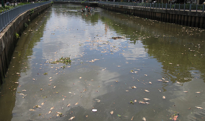 Đến 13g ngày 19-5, trên mặt kênh Nhiêu Lộc - Thị Nghè, đoạn qua Q. Tân Bình, Q. 3 vẫn có nhiều cá chết - Ảnh: Mậu Trường