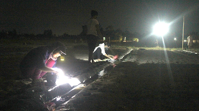 Người dân xã Nghi Long, huyện Nghi Lộc (Nghệ An) trồng dưa hấu vào ban đêm để trán nắng - Ảnh: Doãn Hòa