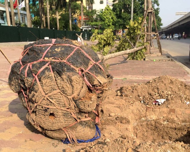 Cây xanh bật gốc còn nguyên bọc lưới (ảnh chụp trên đường Khuất Duy Tiến, Q.Thanh Xuân, TP Hà Nội) sau cơn mưa dông vào ngày  13-6-2015 - Ảnh: Lâm Hoài