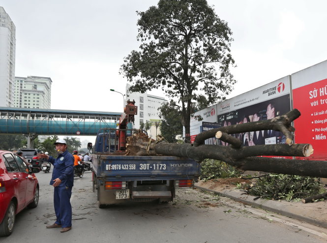 Chặt hạ cây xanh vừa qua ở Hà Nội - Ảnh: Đức Hiếu