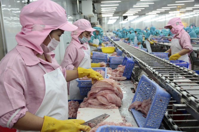 Chế biến cá tra tại một doanh nghiệp ở TP Cần Thơ - Ảnh: Chí Quốc