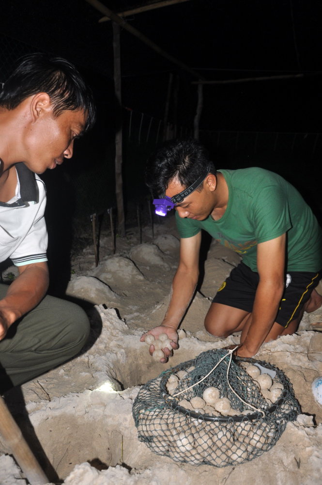 Kiểm lâm viên Nguyễn Viết Hoàn đưa 155 trứng rùa về lò ấp nhân tạo - Ảnh: Đông Hà