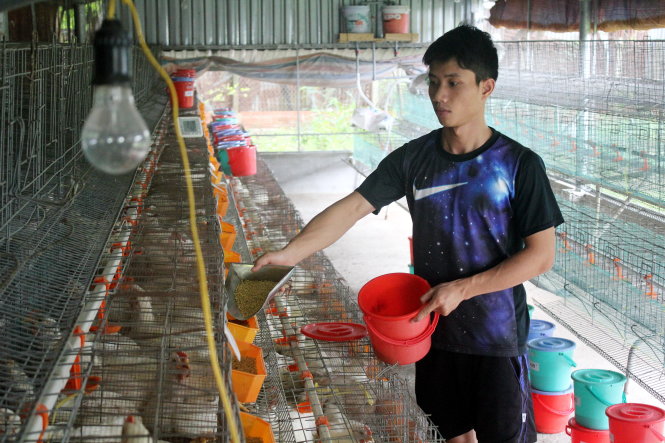 Nguyễn Duy Cử, trại viên trại nghiên cứu ứng dụng khoa chăn nuôi thú y, cho gà ăn - Ảnh: Thục Trinh