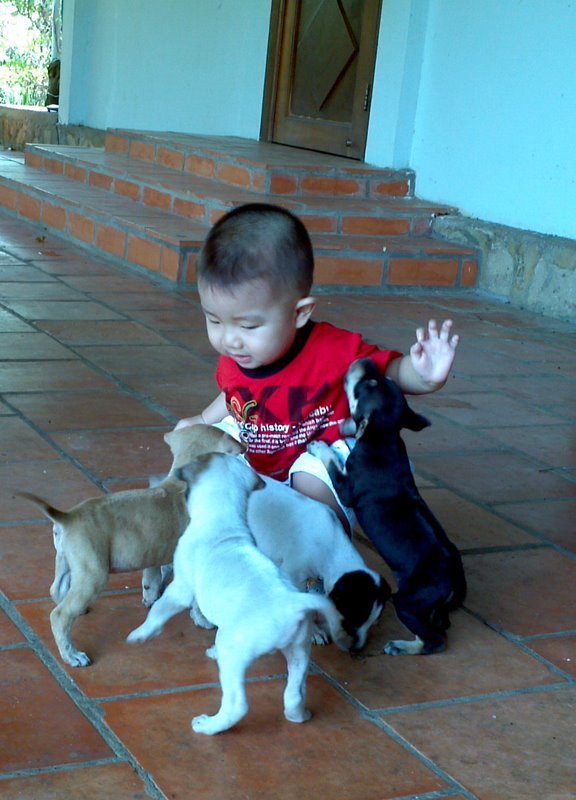 Cần cẩn thận khi cho trẻ nhỏ chơi với các vật nuôi trong nhà Ảnh: TRẦN THANH