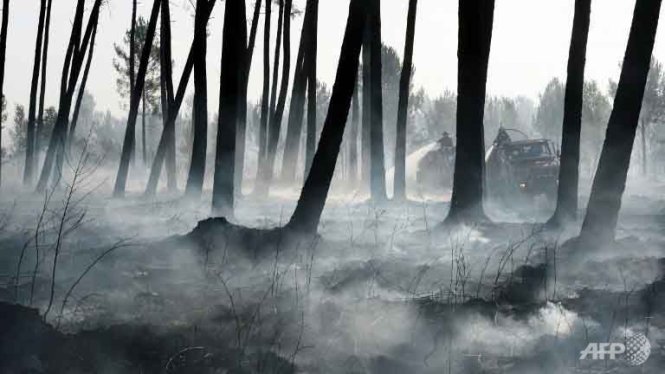 Hơn 550 ha rừng thông của Pháp cháy rụi Ảnh: AFP