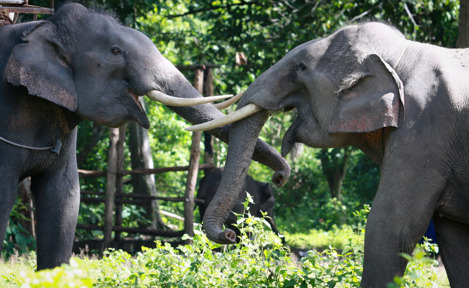 Voi Thoong Ngân (phải) đùa giỡn với voi Thoong Khăm tại khuôn viên Vườn quốc gia Yok Đôn