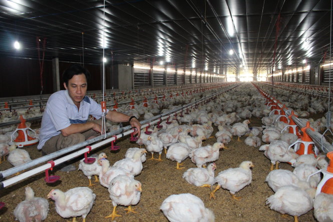 Liên tục 11 tháng qua, các chủ trại gà công nghiệp đều bán với giá thấp hơn giá thành. Trong ảnh là một trại gà công nghiệp tại Tân Phú, Đồng Nai - Ảnh: Trần Mạnh