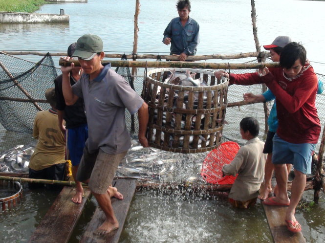 Từ đầu năm tới nay nông dân nuôi cá tra xuất khẩu chủ yếu bán cho thương lái để tiêu thụ nội địa - Ảnh: Đ.VỊNH