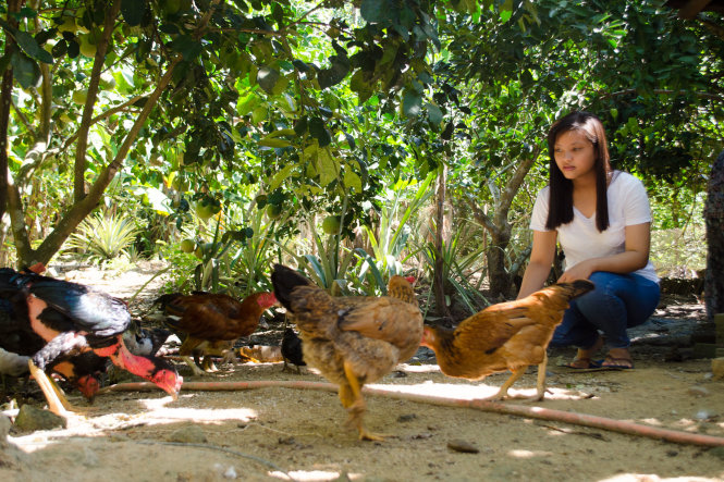 Mai Thu Thảo chăm sóc đàn gà bà ngoại cho để bán lấy tiền nhập họcẢnh: Tấn Lực