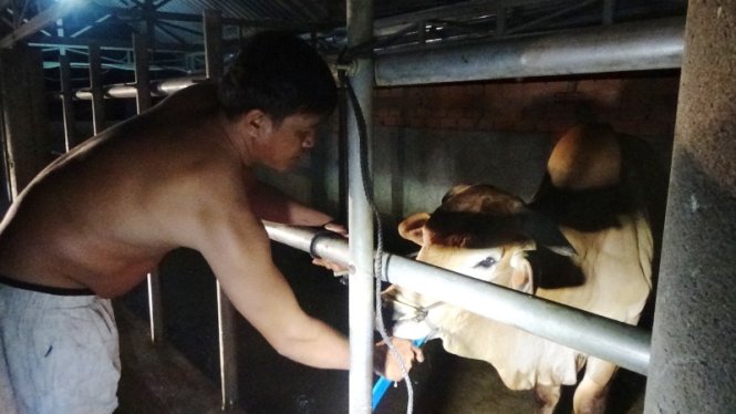 Nhân công tại lò mổ bơm nước vào miệng con bò ẢNH: NG.NAM