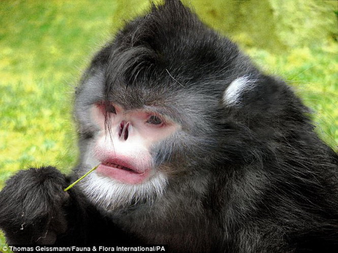 Loài khỉ mũi hếch quý hiếm Rhinopithecus strykeri ở Myanmar - Ảnh: WWF