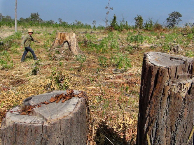 Rừng bị san ủi trái phép để chuyển đổi qua trồng cao su tại xã Ia Mơr (huyện Chư Prông, Gia Lai) - Ảnh: B.D.