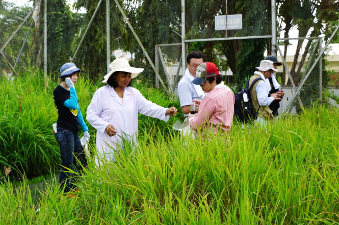 Các nhà khoa học Nhật Bản nghiên cứu lúa ma tại Viện Lúa ĐBSCL - Ảnh: tư liệu