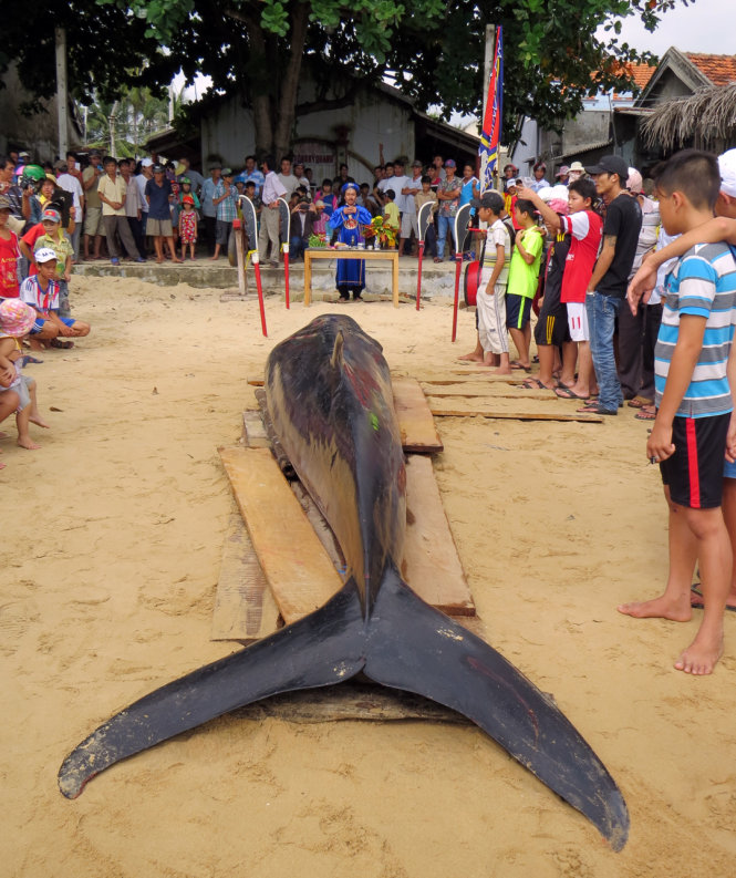 Ngư dân thực hiện nghi lễ cúng kính, chuẩn bị an táng cá voi - Ảnh: Duy Thanh