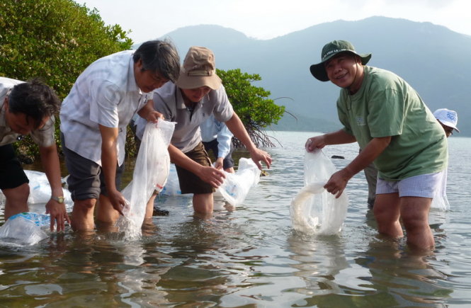 Thả tôm sú giống cùng các loại hải sản khác tại khu vực đầm Nha Phu, huyện Ninh Hòa, tỉnh Khánh Hòa - Ảnh tư liệu: Văn Kỳ