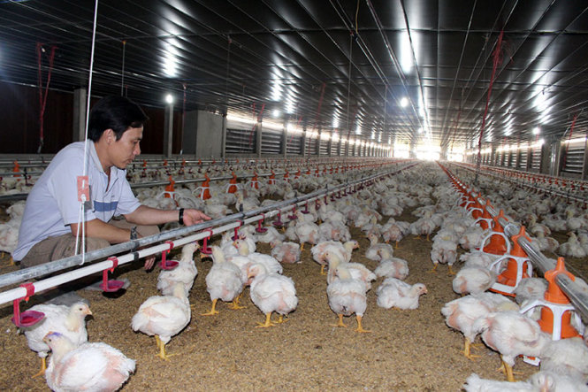 Người nuôi gà công nghiệp đang gặp rất nhiều khó khăn do giá bán giảm sâu dưới giá thành, nhiều trang trại thua lỗ nặng - Ảnh: Trần Mạnh