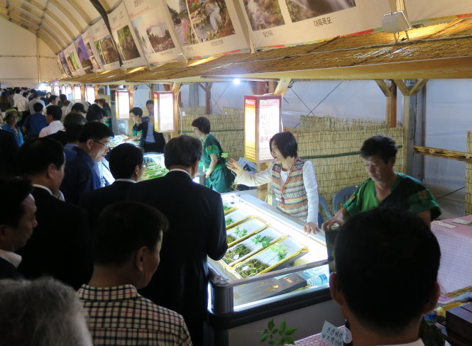 Người dân huyện Hamyang, tỉnh Gyeongsang (Hàn Quốc) đã trở nên giàu có ngay trên vùng núi lạnh lẽo quê hương mình bằng cách trồng và chế biến sâm núi - Ảnh: Tấn Vũ