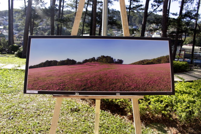 Bức ảnh “cỏ hồng” , một trong 40 tác phẩm trong triển lãm - Ảnh: C.Thành