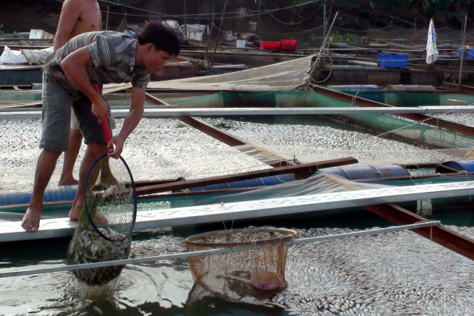 Người nuôi cá vớt cá chết mang đi tiêu hủy - Ảnh: A Lộc